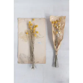 Dried Natural Craspedia Bunch, Yellow